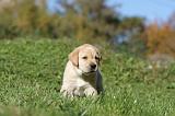 LABRADOR 302